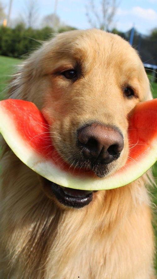 娱乐吃瓜君狗被蜂蜜咬,娱乐吃瓜君的意外“甜蜜”风波