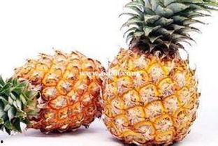 娱乐吃瓜小菠萝视频,揭秘娱乐圈那些吃瓜趣事